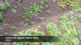 Land and maca roots