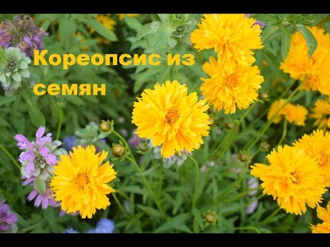 Video: Coreopsis Värvib. Ažuurne Ime