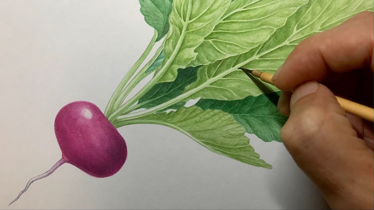 【赤カブを描く】Paint red turnip / Time lapse 36 YouTube