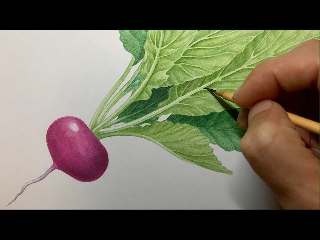 赤カブを描く】Paint red turnip / Time lapse 36 - YouTube