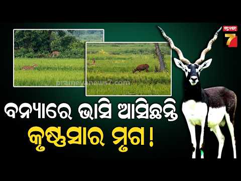 ଋଷିକୂଲ୍ୟା ବନ୍ୟାରେ ବଦଳିଲା ବନ୍ୟଜନ୍ତୁଙ୍କ ଠିକଣା! ସିକୁଳାରେ ଦଳ ଦଳ କୃଷ୍ଣସାର ମୃଗ | Rushikulya Flood Impact