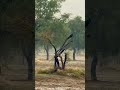 Gaon Mein Barish bleach nature village in Rajasthan #movie #minivlog #vlog #ramnaamsejagmaghai