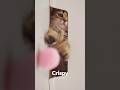 😝Crispy‘s Cutest Kitten Punch - #funny #cat #luckypaws