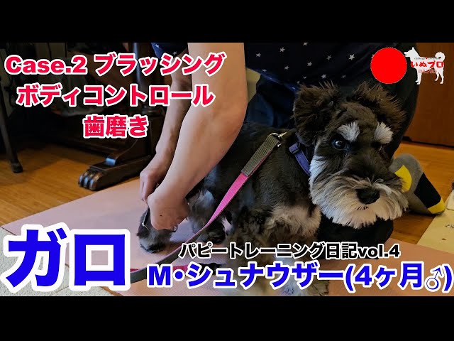 Male Schnauzer, 4 months old] Garo's Puppy Training Diary (Part 4