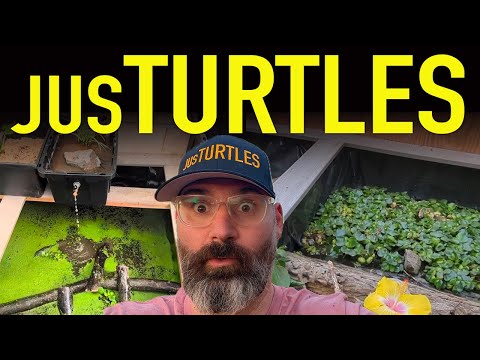Building a Simple DIY Bog Filter for My Turtle Greenhouse