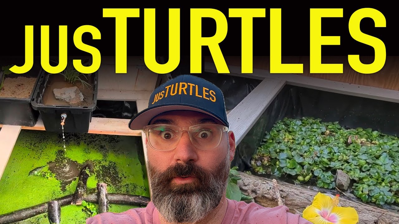 Изготовление простого самодельного болотного фильтра для моей черепашьей теплицы