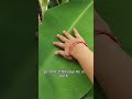 ​कुछ एहसास जो सिर्फ महसूस किए जा सकते हैं। #NatureHeals #Feelings #Emotions #Shorts #Reels #CalmMode