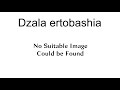Dzala Ertobashia Dzala Ertobashia