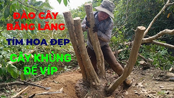 Một Ngày Đào Cây Bằng Lăng Tím Khủng/Bệ Víp/Hoa Đep/Xuân Lê Vong