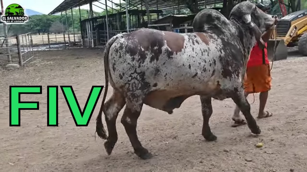 Conoce Toro gyr Lechero Natural Fiv - el salvador en el campo - YouTube