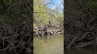 A spring sojourn by paddle and a scientific healing affirmation…