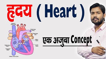 How does the heart work? Structure and function of the heart | Human Heart & Its Function in Hindi