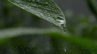 Rain drop template video background|goldenheart Editzz