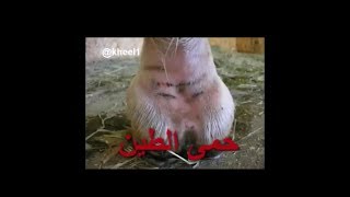 حمى الطين، Scratches جروح خلف حافر الجواد