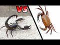 當饑餓的蠍子遇到兇猛螃蟹，看看誰更厲害？King Scorpion VS Crab Boss