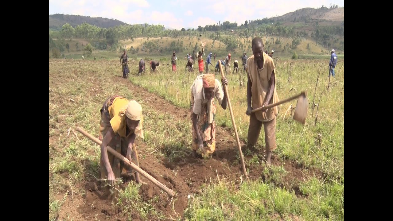 Irima ry'agatasi 2024A / Umwenegihugu-murimyi asabwa iki n'abajejwe uburimyi mu gihugu ?