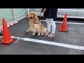 自分が預けられると気付いた瞬間、全力で戻ってくるゴールデンレトリバーベンツ。