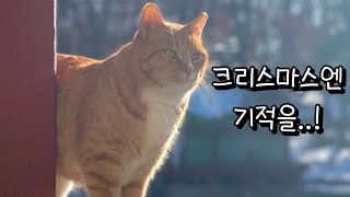 따뜻하고 행복한 연말 보내세요🙏🏻 by 영희네별장 903 views 4 months ago 2 minutes, 31 seconds