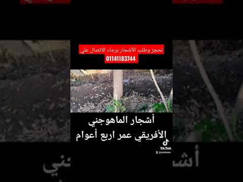 حجم شجرة ماهوجني بعد اربع سنين