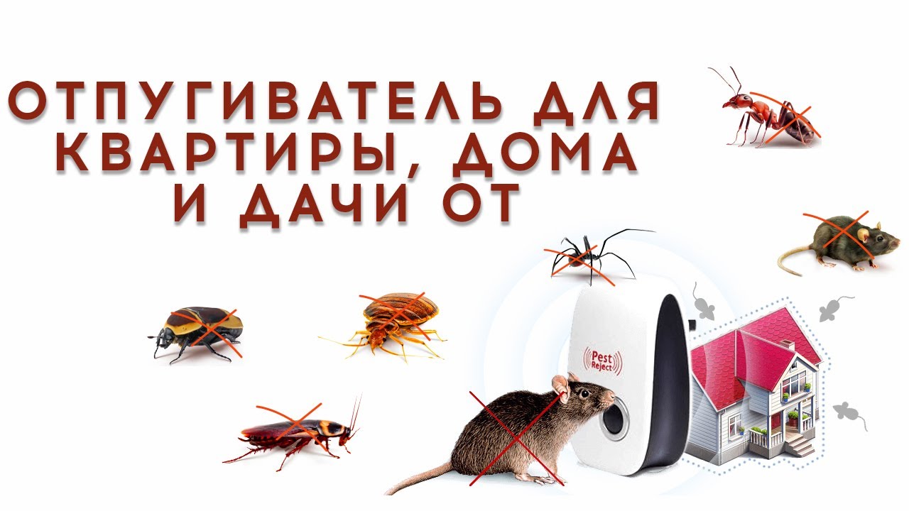 Самое эффективное средство от муравьев лучший способ избавиться от муравьев