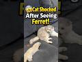 😲 Cat Shocked After Seeing Ferret! #ytshorts #shorts