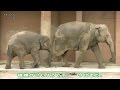 ゾウの叫び声(迫力ある大きな声)/ 東山動物園