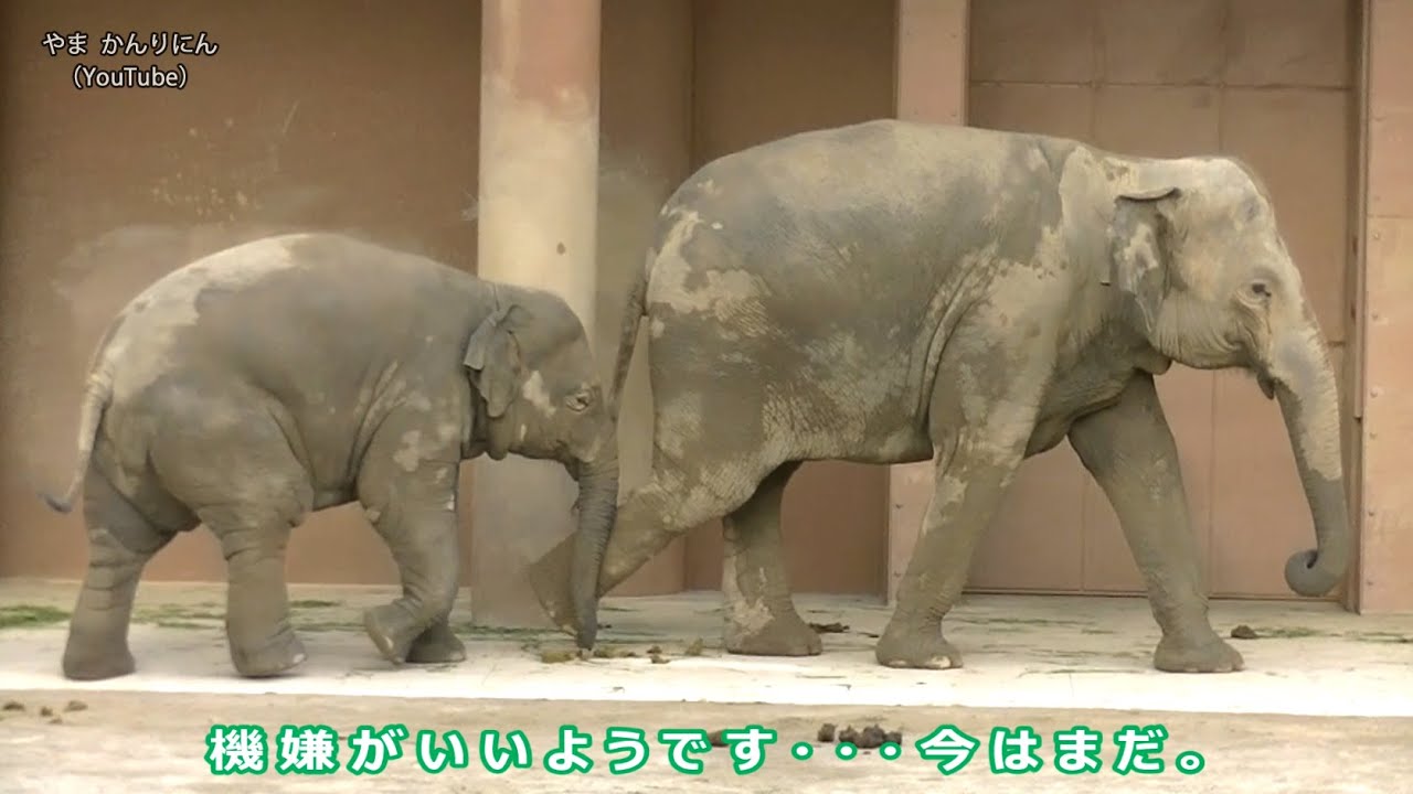 大激怒 怒るゾウの子供 名前は さくら メス 東山動物園 Youtube 大激怒 怒るゾウの子供 名前は さくら メス 東山動物園 Youtube