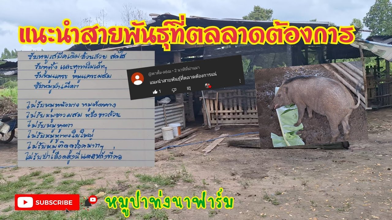 สายพันธุ์และสเปคที่ตลาดต้องการ#หมูป่าท่งนาฟาร์ม