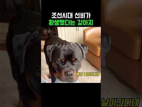 조선시대 선비가 환생했다는 강아지 thumbnail