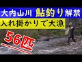 2021年　大内山川のアユの友釣りが解禁になりました【海辺のかわべ屋 番外編】