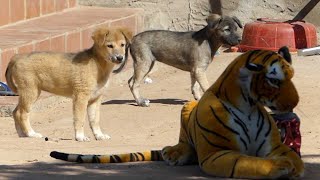WOW fake Tiger Prank Dogs funny on the Street Laugh Not Stop