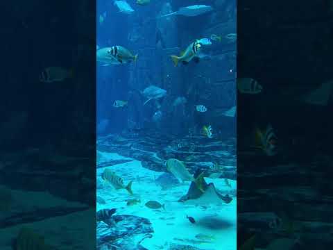 The Lost Chambers Aquarium | Atlantis the palm | Dubai