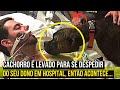 Quando os médicos foram desligar os aparelhos o cachorro fez algo que ninguém esperava