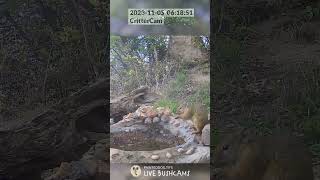 LIVE BushCam Highlight - Squirrel Gobbles An Insect