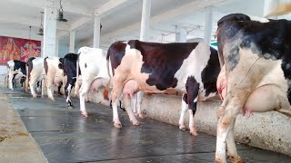 25 HF cows available for sale || High Breed at Low Rates || Maratha Dairy Farm