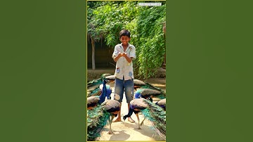 Poor boy and peacock #ai #poorboy #peacock #aistory #youtubeshorts