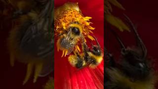 Double Bumblebees working hard on Bright Red Dahlia Flower