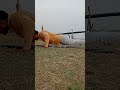 Desi push ups workout