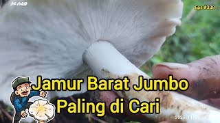 Berburu Jamur Barat Di Kebun Dapatnya Seger  Seger Eps #338