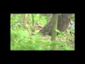 Peace Creek Outdoors, Central Florida Turkey Hunt