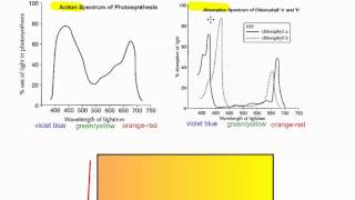 Photosynthesis Part 6   Action vs  Absorption Spectrum IB Biology