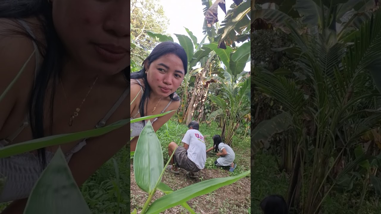 Ang tanin namin na kolikot. Kasama ko aking papa at pamangkin.