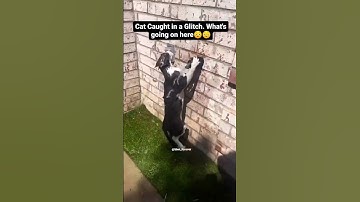VIRAL | Cat Frozen In The Matrix Glitch