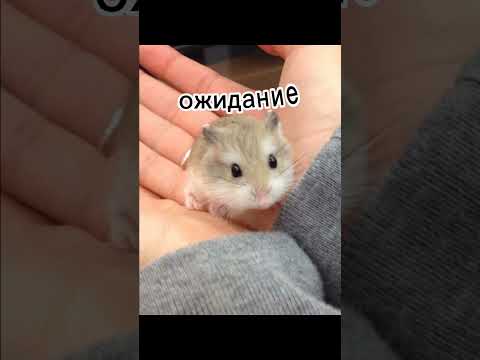 когда купил хомяка