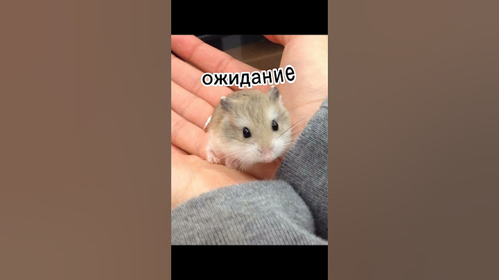 когда купил хомяка