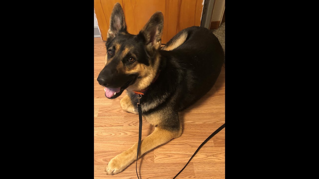 Brutus - 2 year old German Shepherd | 2-Week Board and Train | Pittsburgh - YouTube