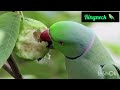 Colorful World of Parrots✨️  🐦Meet the Most Amazing Parrot 🦜Breeds🦜 #Parrot #BestVibes 