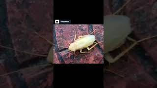 Shocking White Roach Found In Nature