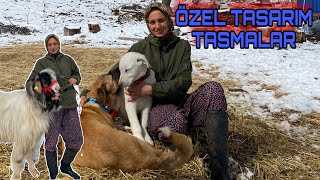 TASMALARIM GELDİ🪢ÇİFTLİĞİN LİDERLERİNE TAKILDI‼️KUZULARA AŞI 💉 VLOG