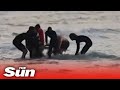 Surfer killed in shark attack on Australia's Gold Coast